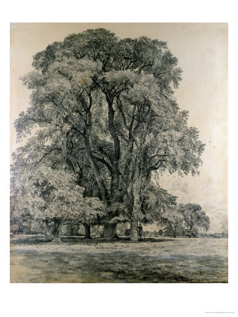 Elm Trees in Old Hall Park John Constable